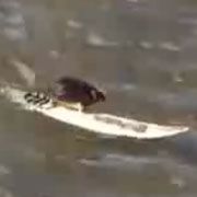 Şoriceii care fac surf au devenit o adevărată senzaţie pe internet