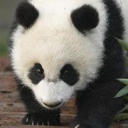 Urşii panda din China se uită la materiale pornografice
