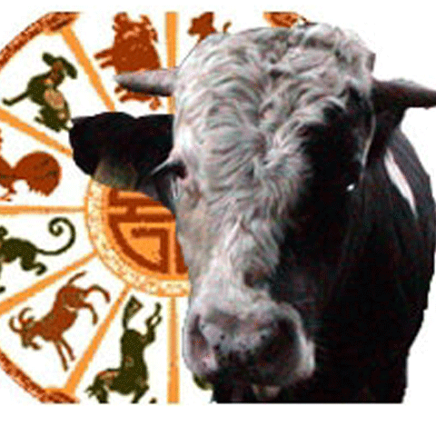 Astrologii chinezi: 2009 va fi un an al păcii şi calmului, dar fără ameliorări economice