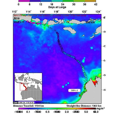 Ţestoasa Ana ne dezvăluie super-autostrăzile oceanice