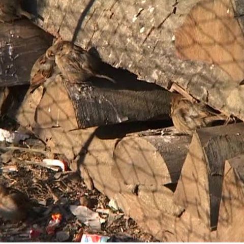 Mii de localnici din Sighetu Marmaţiei se încălzesc la sobe cu lemne 