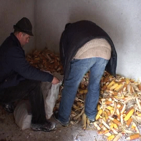 Furajele s-au ieftinit, iar animalele sălbatice primesc hrană mai multă 