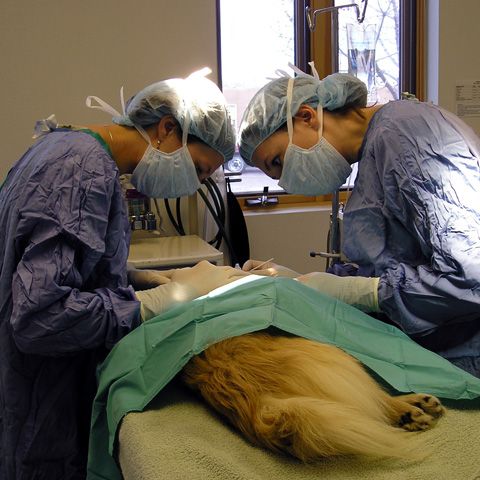 Clinicile veterinare din Timişoara au ambulanţe de urgenţă 