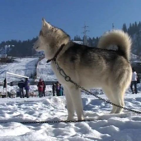 Zeci de câini nordici s-au întrecut într-un concurs de tras sănii