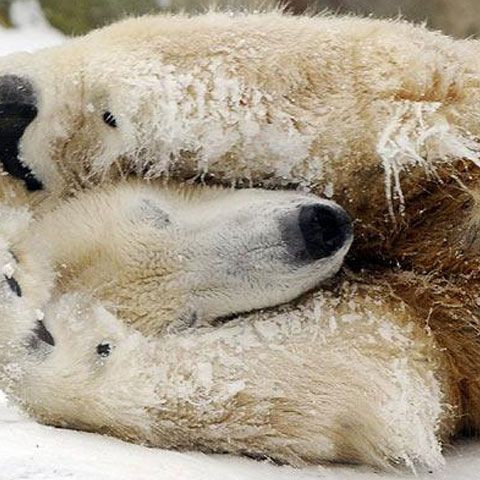 Celebrul ursuleţ Knut profită din plin de ultima iarnă petrecută la Berlin - VEZI GALERIE FOTO