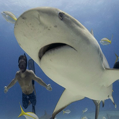 Documentarul lui DiCaprio deschide primul festival de film eco din România