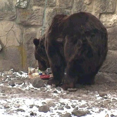 Ursul carpatin de la Grădina Zoo din Târgu-Mureş a împlinit 10 ani