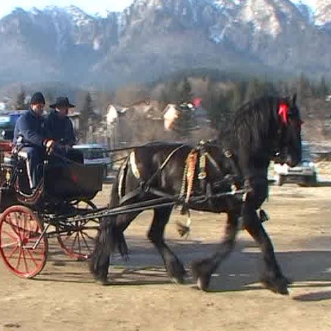 La Buşteni a avut loc primul târg de cai 