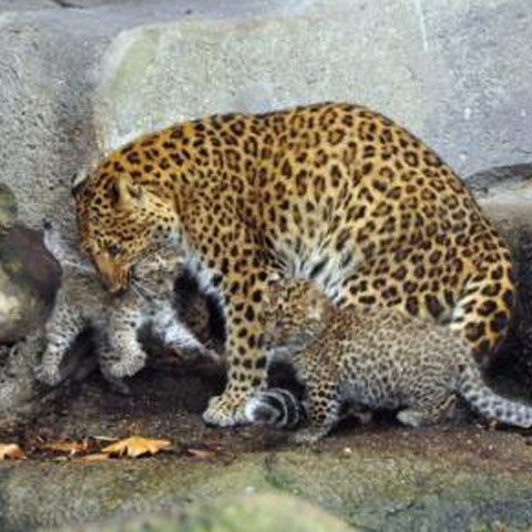 Doi leoparzi foarte rari s-au născut la zoo Jardin des Plantes din Paris