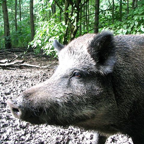 Milionarii Europei au încheiat vânătoarea de la Balc organizată de Ion Ţiriac. Vezi imagini în exclusivitate filmate din elicopter