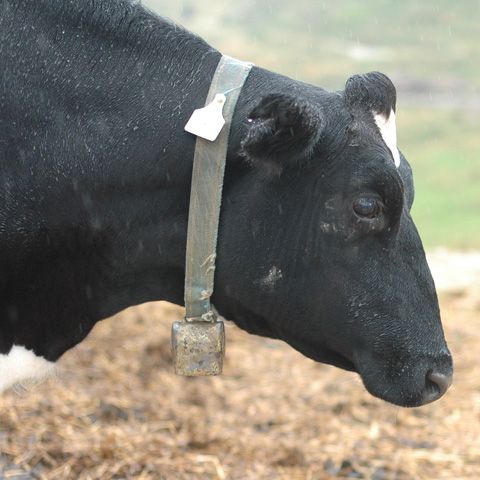 Crescătorii de bovine din Braşov dau laptele la porci 