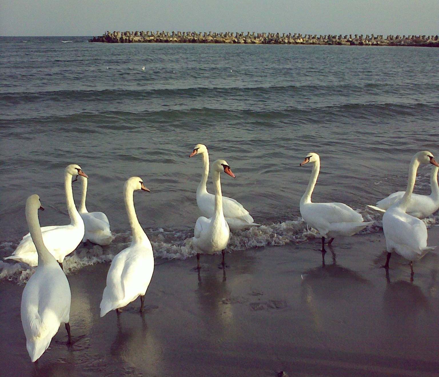 Lebede pe malul mării, la Mangalia