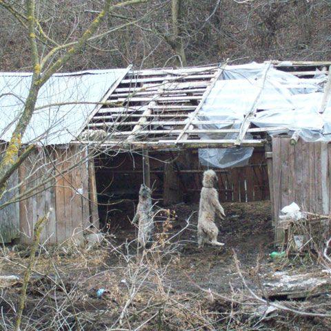 Cruzime fără limite în Covasna, unde mai mulţi câini au fost spânzuraţi