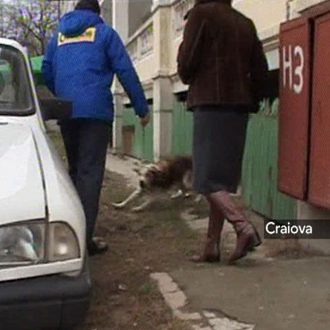 O tânără de la Centrul de Plasamant din Ploieşti a fost muşcată de câini