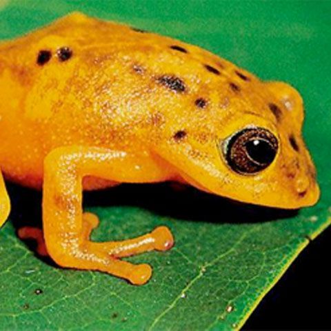 Lumea invadată de broaşte: Peste 20 de specii noi descoperite în Columbia şi India - GALERIE FOTO