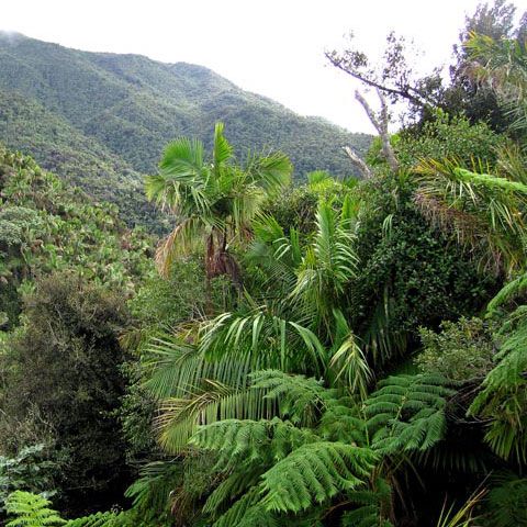 Solul pădurilor tropicale poate stoca CO2 sub formă de calcar