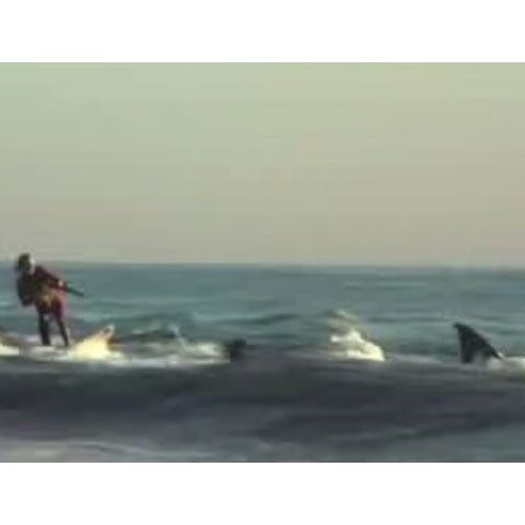 Un surfer s-a plimbat cu rechinul