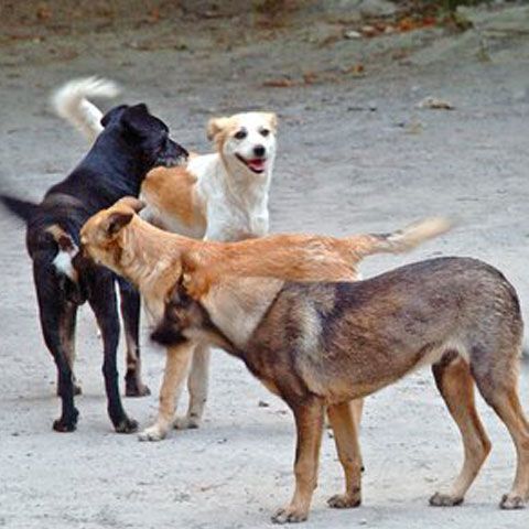 Linie telefonică la Sfântu Gheorghe pentru reclamaţiile legate de câinii comunitari