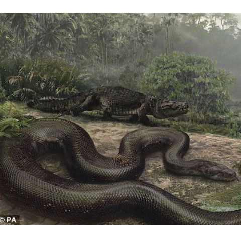 Cel mai mare şarpe din lume, lung cât un autobuz - VEZI VIDEO