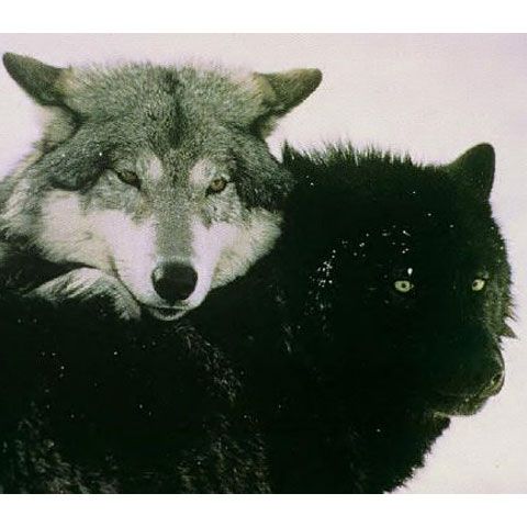 Câinii ajută lupii să supravieţuiască, prin mutaţii genetice