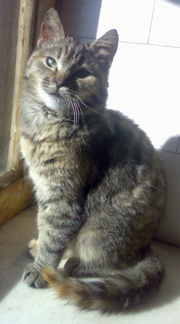 O pisicuţă pufoasă vrea să fie adoptată