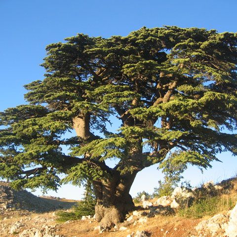 Cedrii milenari din Liban sunt ameninţaţi de schimbările climatice