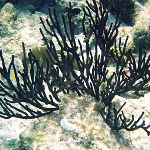 Recifele de corali din Taiwan s-au îmbolnăvit, devenind negre