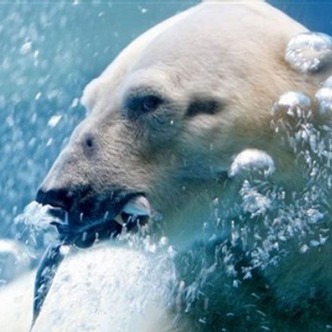 Pescuitul comercial a fost oprit în unele zone din Arctica
