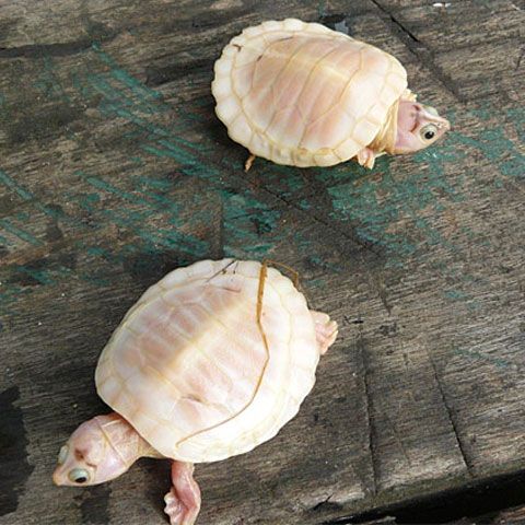 Două broaşte ţestoase albinoase s-au născut într-o rezervaţie din Amazon
