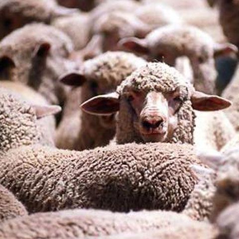 Aproape 300 de oieri vor picheta azi, timp de două ore, sediul Autorităţii Sanitar Veterinare