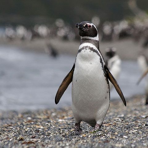Pinguinii trebuie să înoate aproape 500 de kilometri pentru a găsi hrană