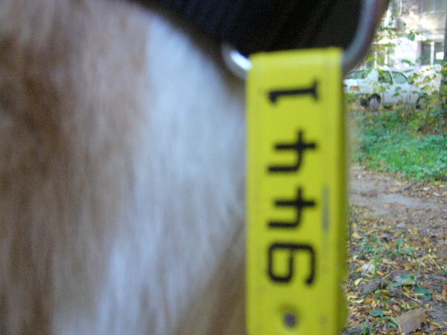 Câinii comunitari din Brăila sunt înfometaţi şi împuşcaţi cu tranchilizante