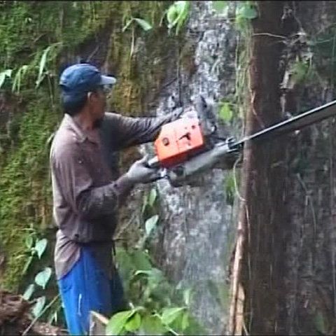 Mai puţine păduri defrişate, datorită crizei economice mondiale