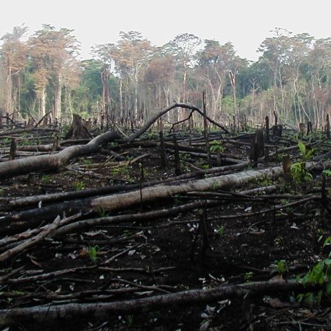 Copacii absorb o cincime din emisiile de carbon produse de om