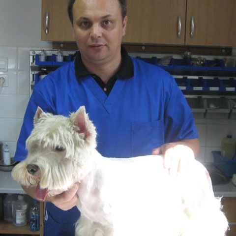 Vicepreşedintele CMV: Proprietarii de câini nu pot fi obligaţi să-i sterilizeze