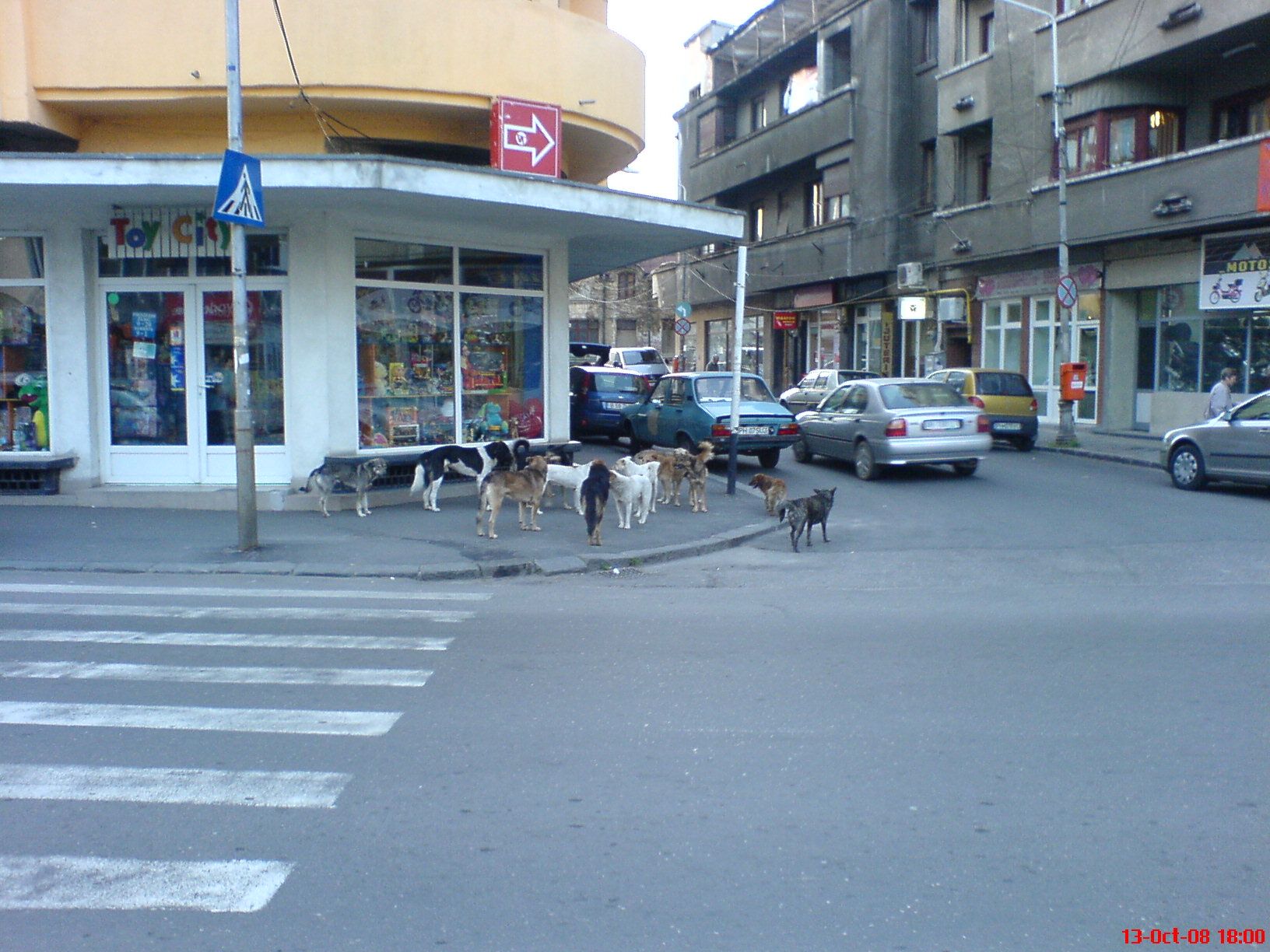Maidanezii din Ploieşti