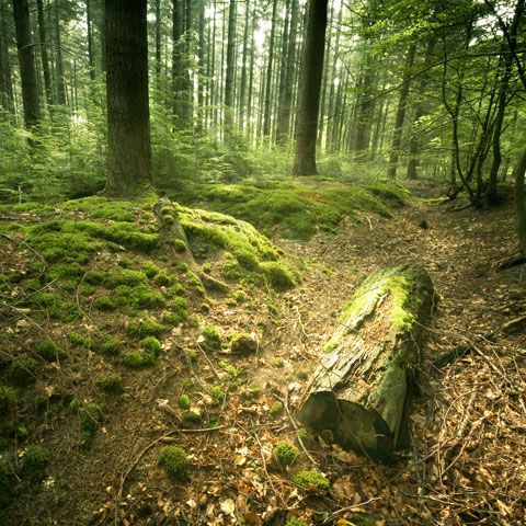 Elevii din Comarnic au demarat campania "Împreună pentru o pădure curată"