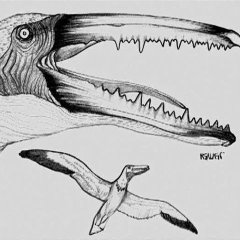 Craniul fosilizat al unei păsări preistorice, descoperit în Peru 