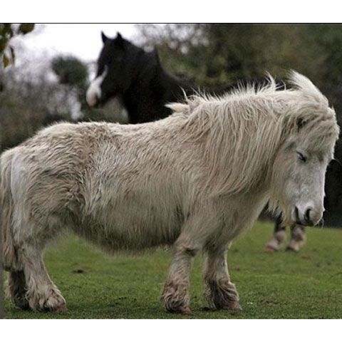 Un ponei atât de mic, încât lumea a crezut că era afundat în pământ - GALERIE FOTO