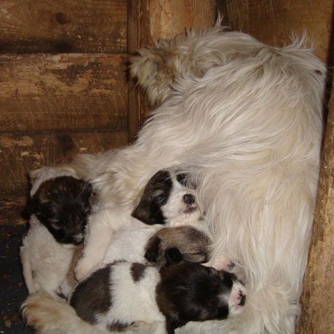 Cinci căţeluşi îşi caută stăpâni - FOTO