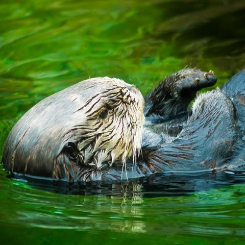 Castorii vor fi reintroduşi în Marea Britanie, după 500 de ani