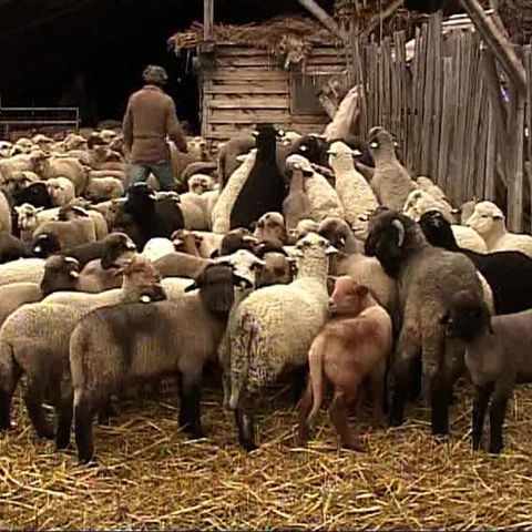 Parlamentul European le permite ţăranilor să îşi sacrifice mieii şi porcii în mod tradiţional