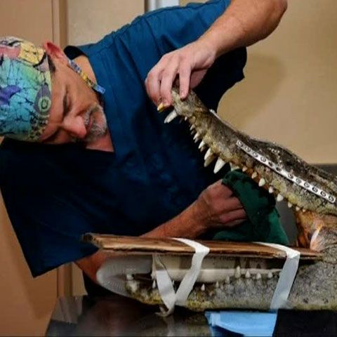 O echipă de chirurgi americani din Florida a refăcut maxilarele unui aligator