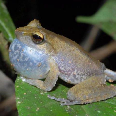 Păianjenul ţopăitor şi broasca ciripitoare, printre speciile recent descoperite în Papua Noua Guinee - FOTO