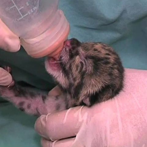 Doi pui de leopard s-au născut la Centrul Zoologic din Virginia 