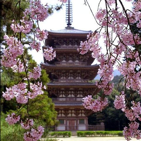 Floarea de cireş, adorată în Japonia, suferă din cauza schimbării climatice