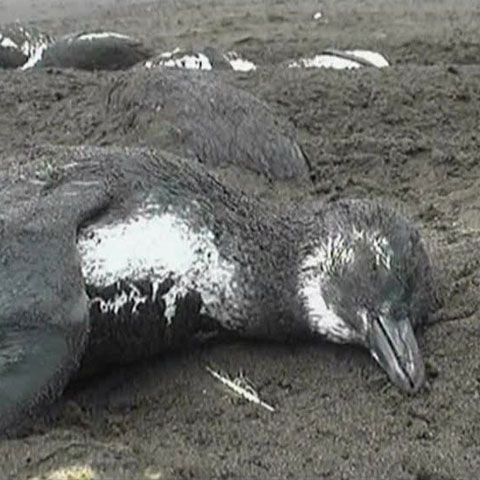1.500 de pinguini au fost găsiţi morţi pe o plajă din Chile