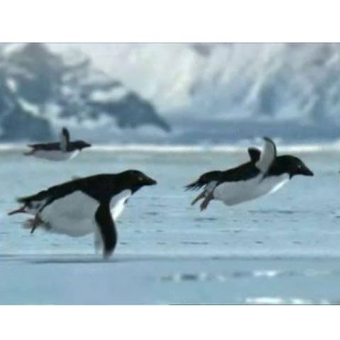 O echipă BBC a descoperit o colonie de pinguini zburători pe Insula King George - VIDEO