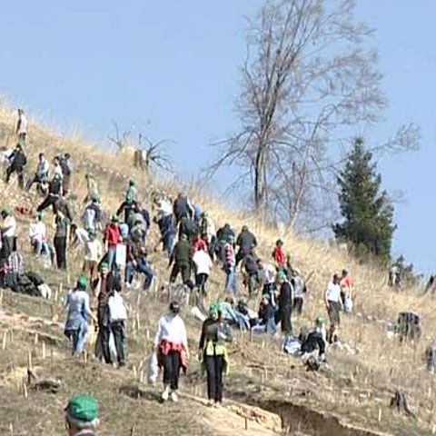 România prinde rădăcini: Voluntarii au plantat la Comăneşti cinci hectare