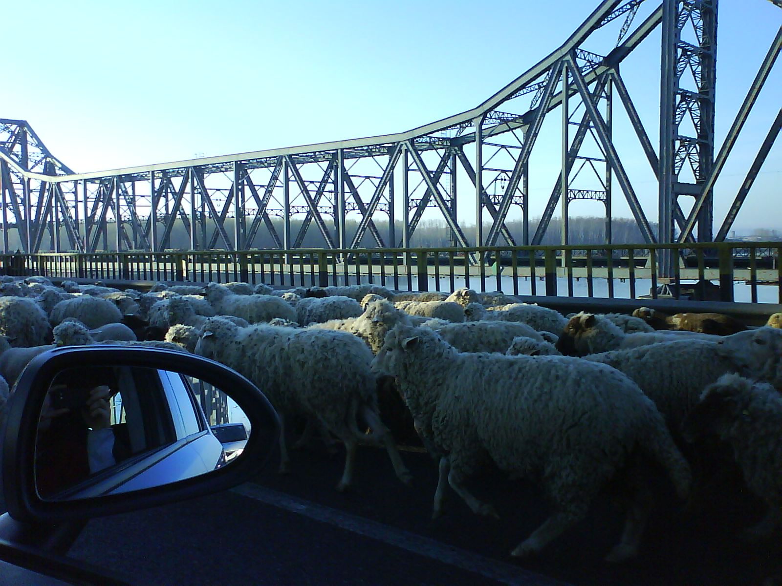 Transhumanţa pe Autostrada Soarelui
